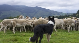 transhumancebordercollie